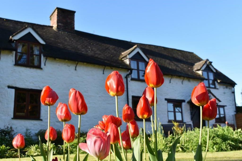 Glencoed B&B Ρέξαμ Εξωτερικό φωτογραφία